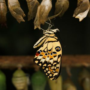 Blocks~to~Bliss <br/> 5 sessions